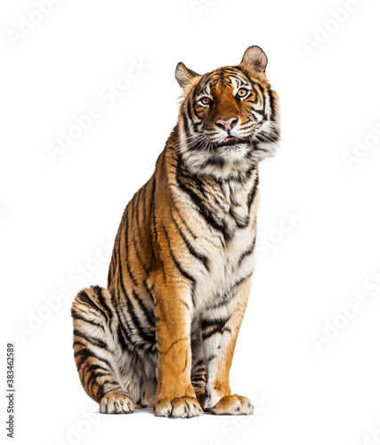 Tiger sitting, isolated on white