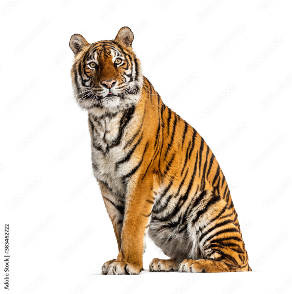 Fototapeta premium Tiger sitting in front of a white background