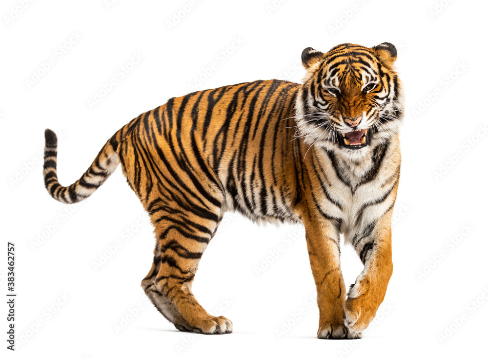 WalkingTiger showing its tooth and looking aggressive, isolated