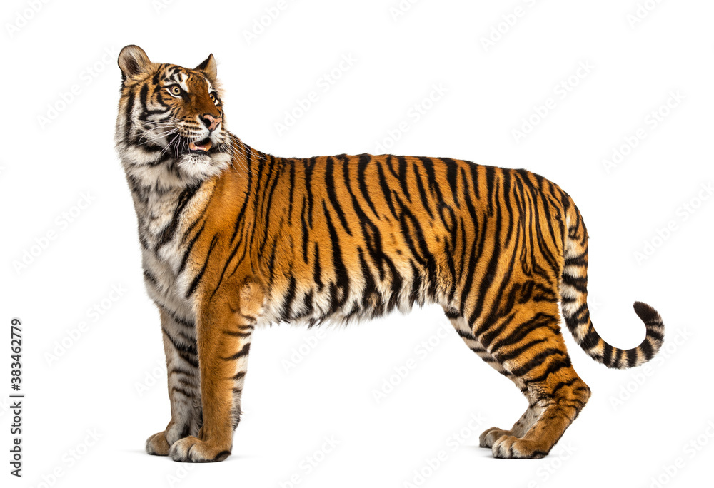 Fototapeta premium Side view, profile of a tiger standing, isolated on white