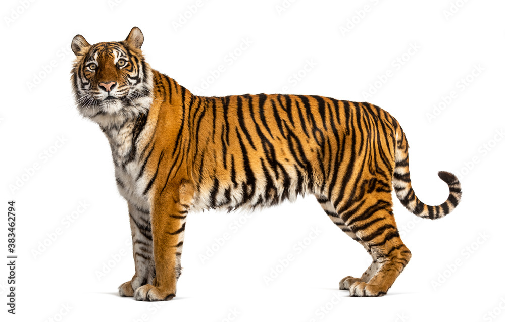 Obraz premium Side view, profile of a tiger standing, isolated on white
