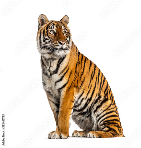 Tiger sitting in front of a white background