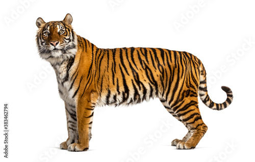 Side view  profile of a tiger standing  isolated on white