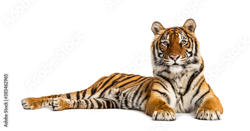 Fotografia Tiger lying down isolated on white