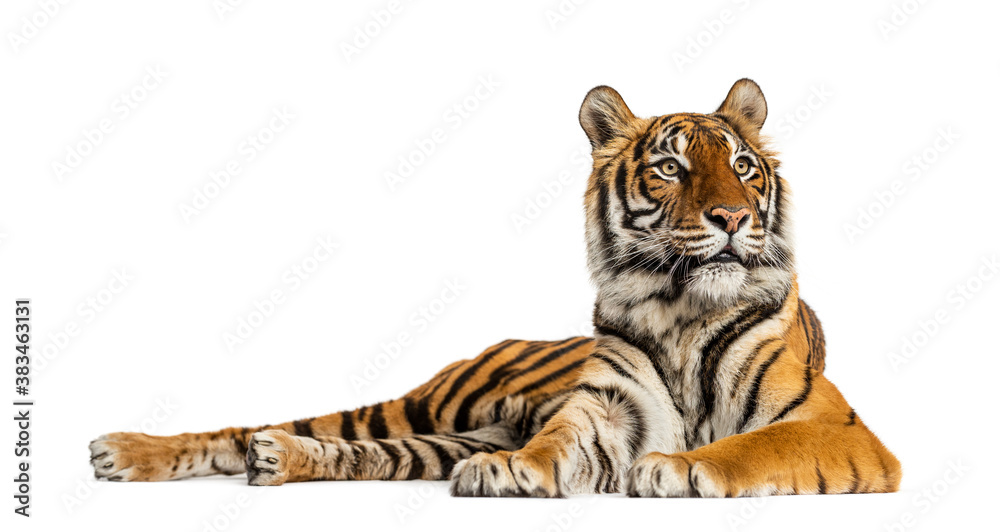 Obraz premium Tiger lying down isolated on white
