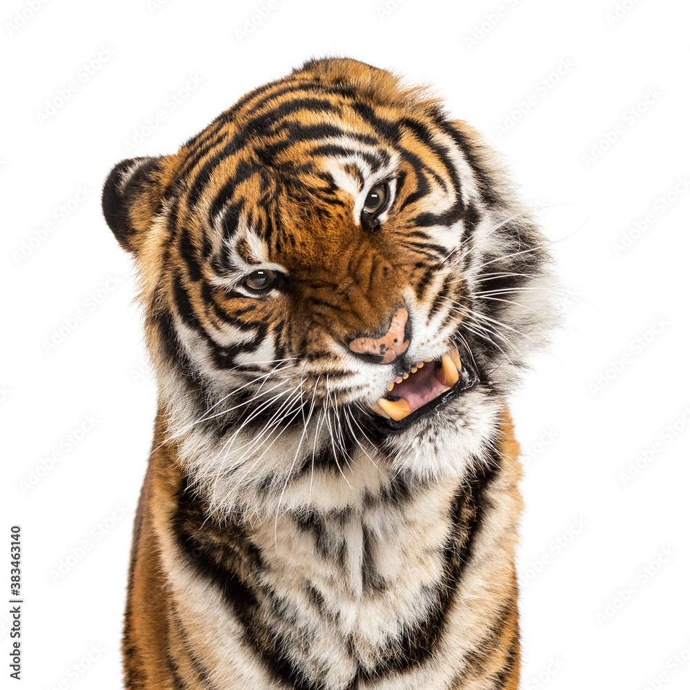 close-up on a Tiger's head looking angry, showing its tooth