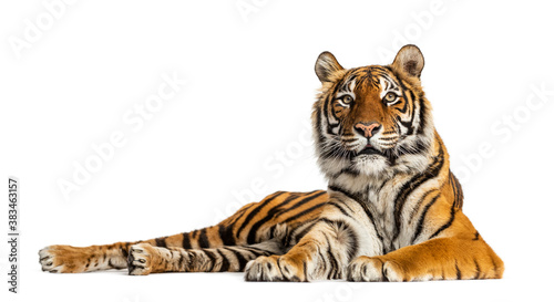 Tygrys leżącej na białym tle