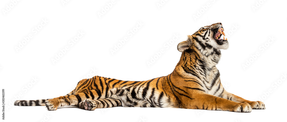 Obraz premium Roaring Tiger lying down isolated on white