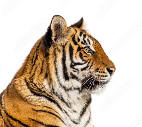 Side view of a head of a Tiger  isolated