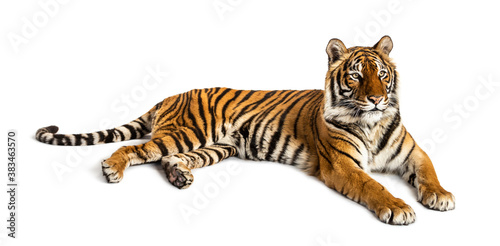 Fototapeta Naklejka Na Ścianę i Meble -  Tiger lying down isolated on white