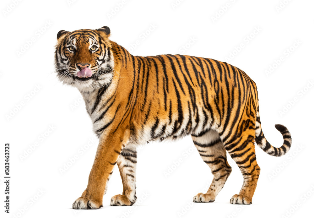 Obraz premium Standing Tiger licking itself, looking away
