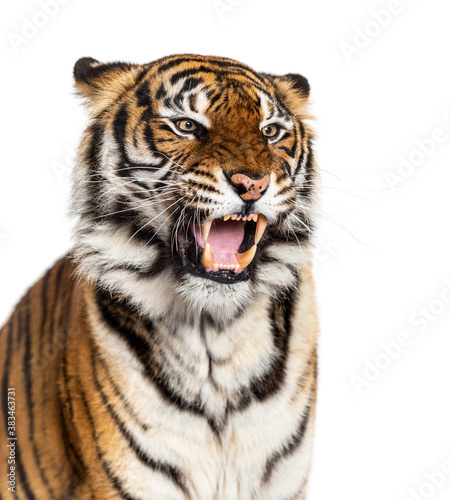 close-up on a Tiger's head looking angry, showing its tooth © Eric Isselée