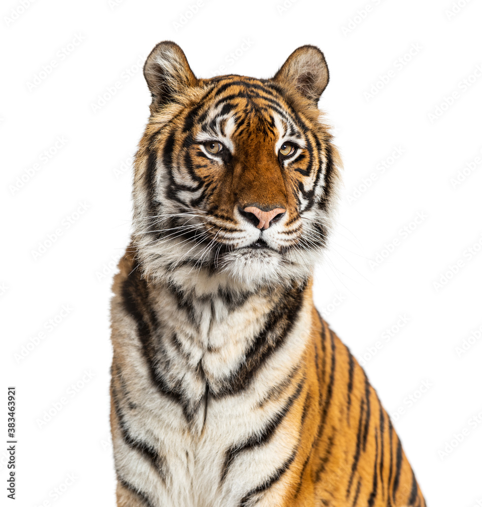 Proud Tiger's head portrait, close-up, isolated on white