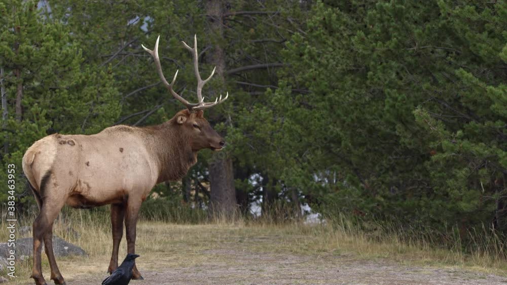 Bull Elk watching Raven as it walks by then walks away in Yellowstone National Park. Bull Elk watching Raven as it walks by then walks away in Yellowstone National Park.