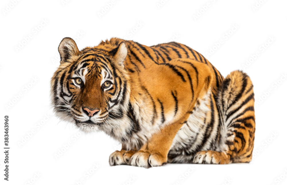 Tiger questioning, isolated on white
