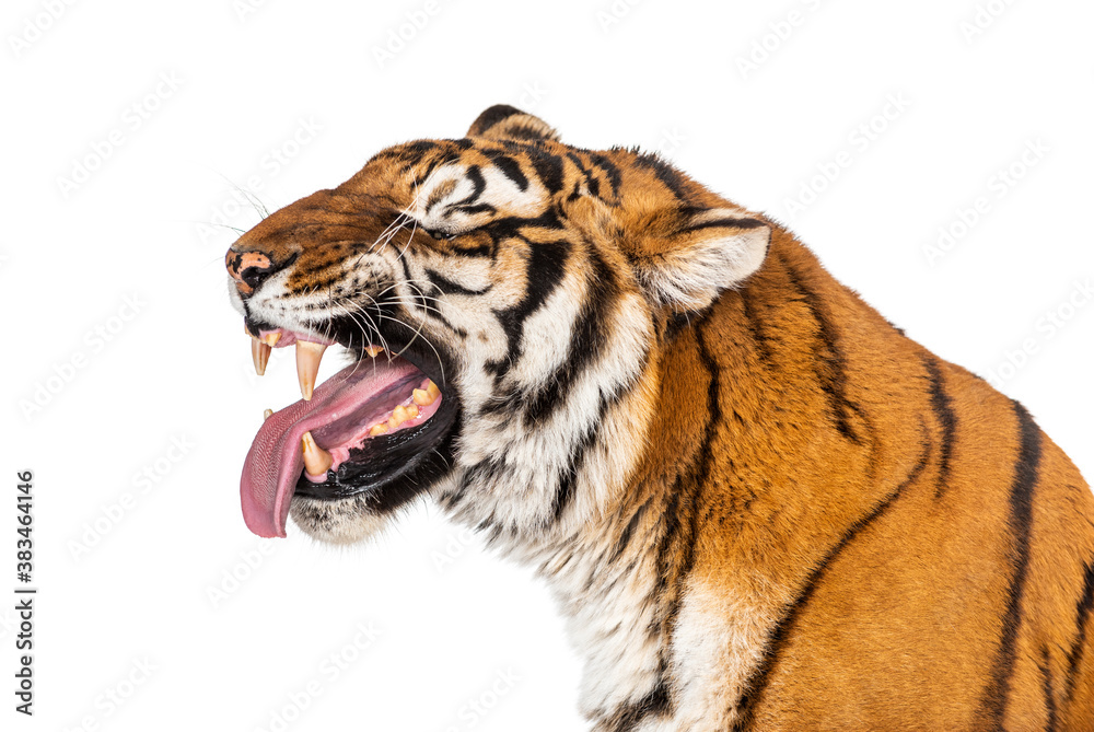 Obraz premium Tiger, mouth open, sniffing the air, isolated on white