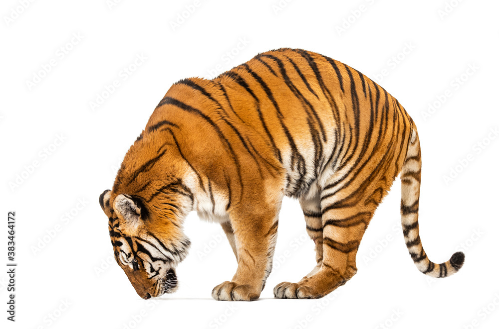 Obraz premium Tiger, mouth open, sniffing the air, isolated on white