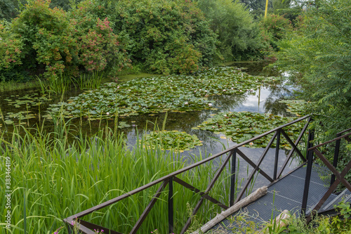 Wooden terrace for viewing a decorative pond overgrown with lotus flowers. Botanical Garden of Moscow State University.