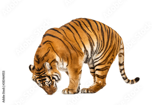 Tiger, mouth open, sniffing the air, isolated on white