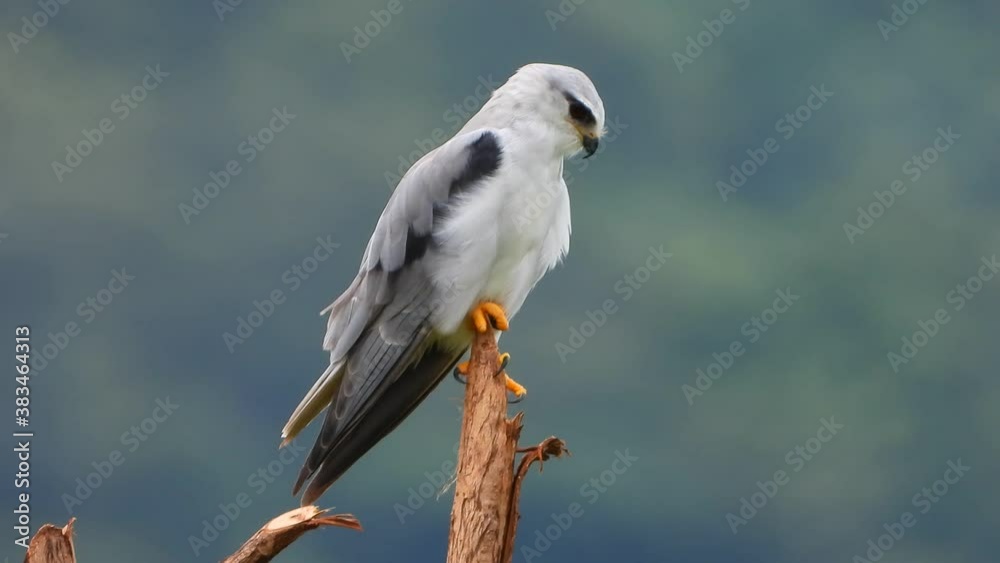 Black-winged kite waiting for pray . Black-winged kite waiting for pray .