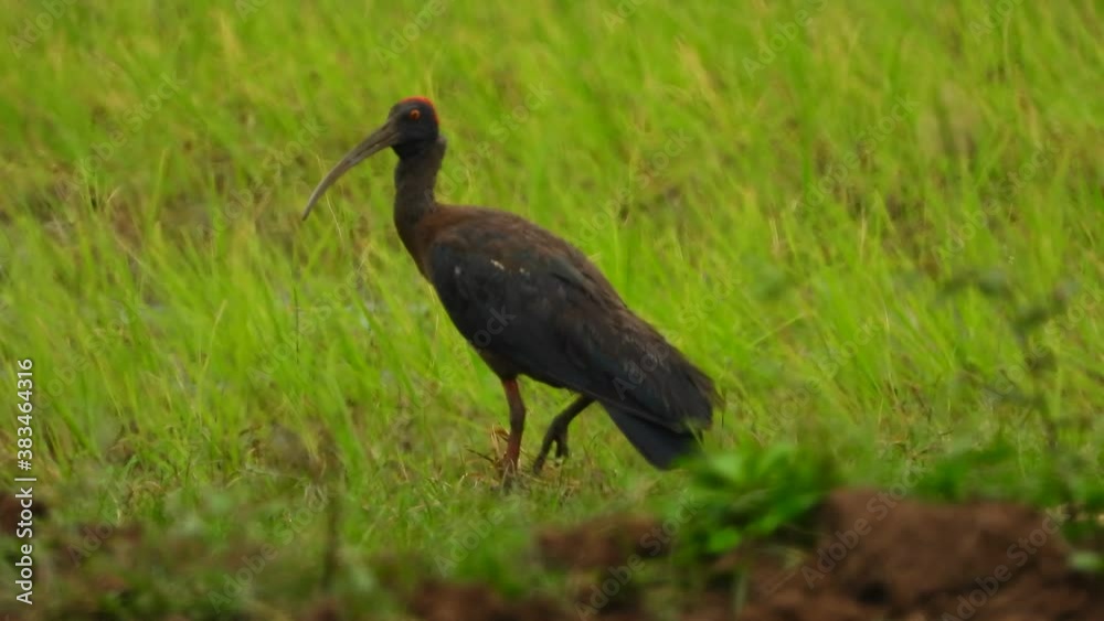 Ibis in ground finding food . Ibis in ground finding food .