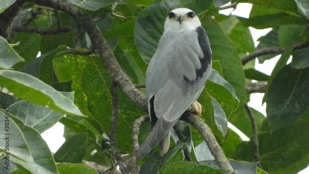 Black-winged kite in tree waiting for pray Black-winged kite in tree waiting for pray