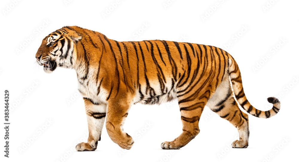 Obraz premium Side view of a Tiger walking away, isolated on white