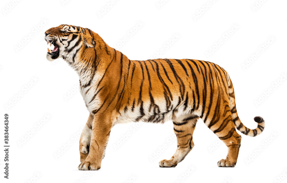 Obraz premium Tiger showing hir tooth, looking angry