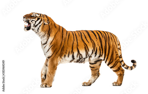 Fototapeta Naklejka Na Ścianę i Meble -  Tiger showing hir tooth, looking angry