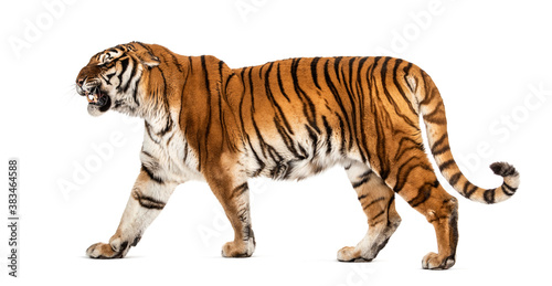 Fototapeta Naklejka Na Ścianę i Meble -  Side view of a Tiger walking and looking agressive
