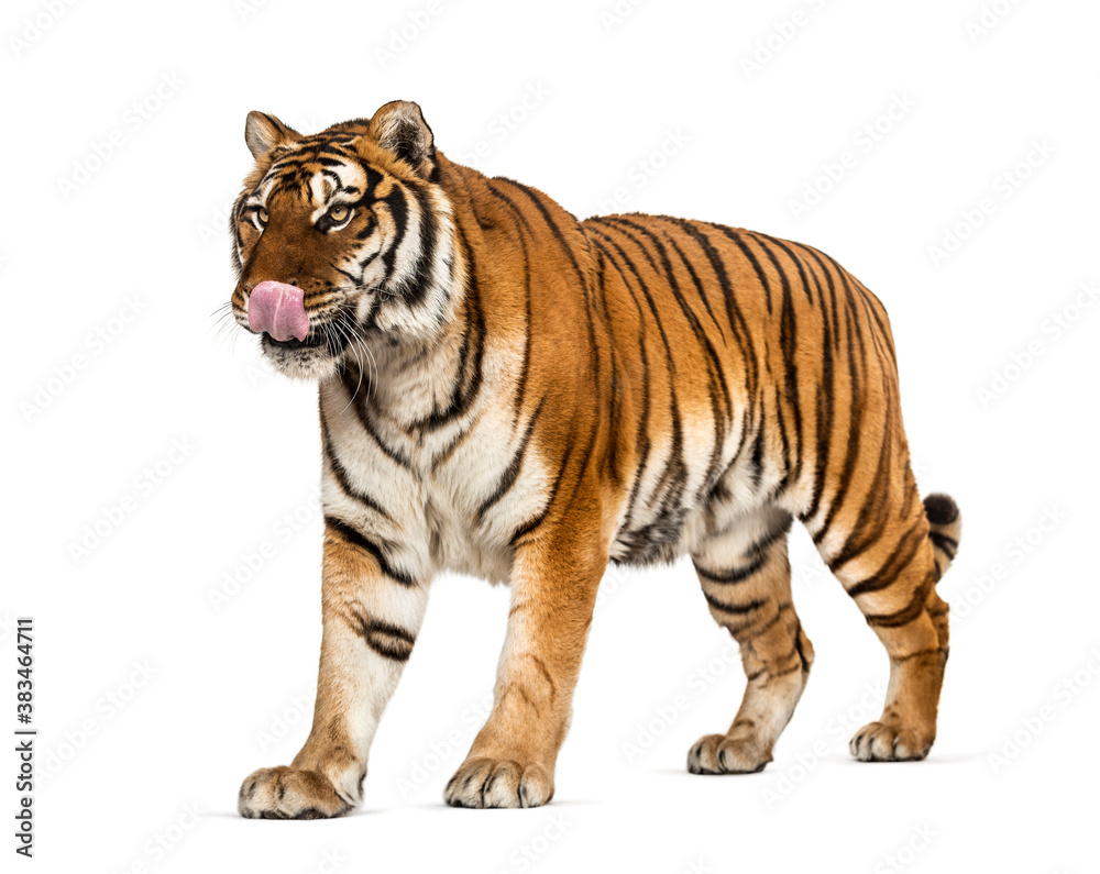 Tiger licking itself, looking hungry, isolated