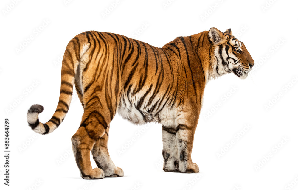Back view of a Tiger looking away, isolated on white