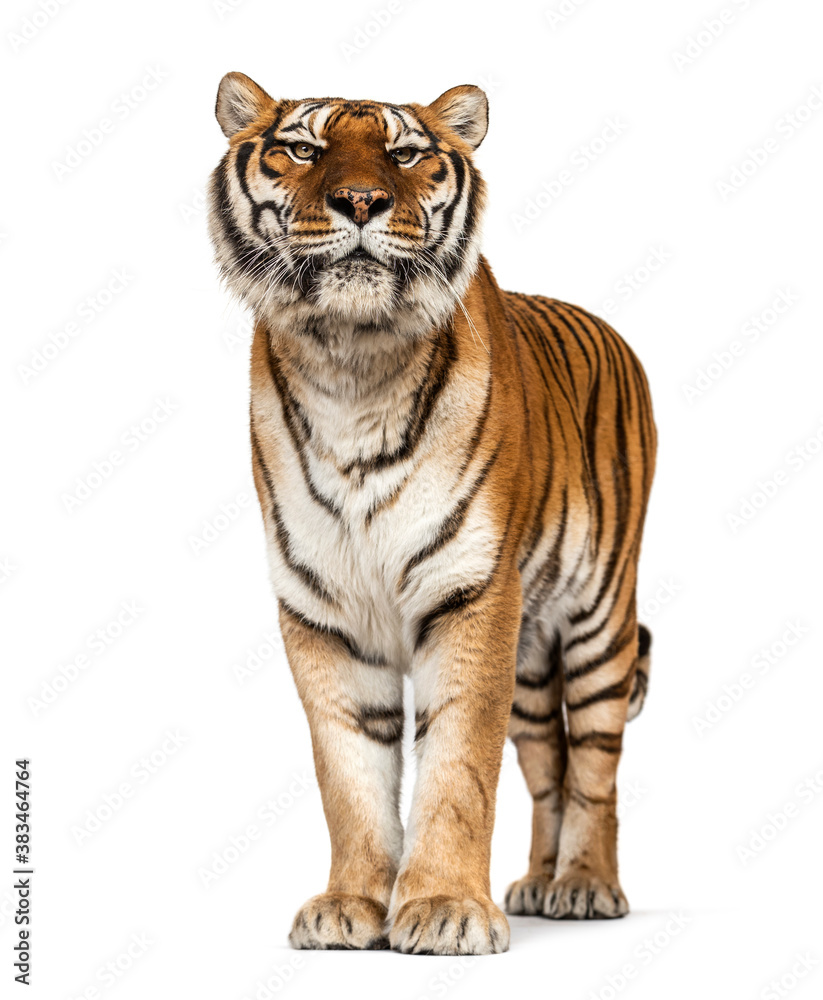 Obraz premium Tiger posing in front, isolated