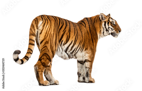 Back view of a Tiger looking away  isolated on white