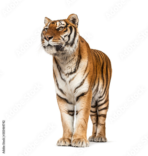 Tiger posing in front, isolated