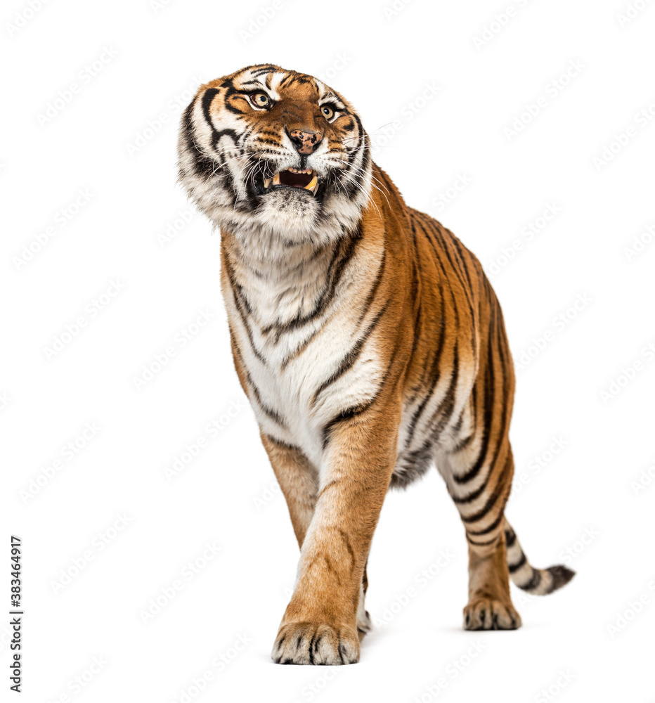 Angry Tiger showing teeth and looking angry