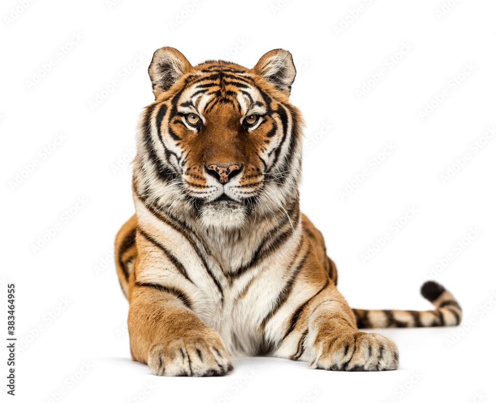 Tiger lying down staring at the camera, isolated on white