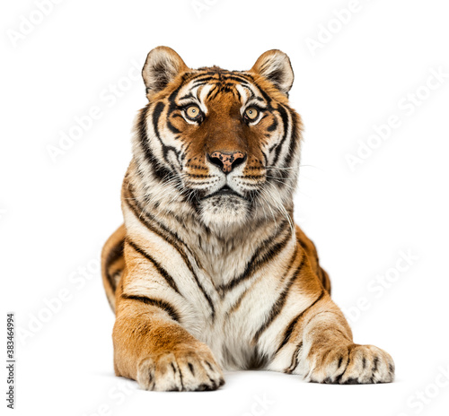 Tiger lying down isolated on white © Eric Isselée