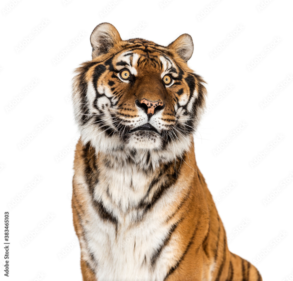 Tiger's head portrait, close-up, isolated on white