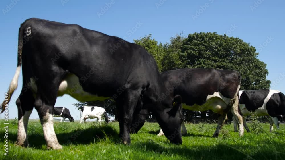 Medium close-up of a set of dairy cows enjoying green grass with a beautiful blue sky on a sunny day. 4K. Medium close-up of a set of dairy cows enjoying green grass with a beautiful blue sky on a sunny day. 4K.