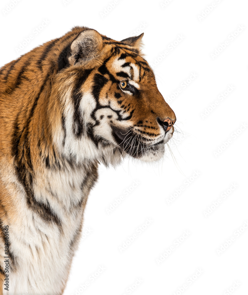 Fototapeta premium Side view Tiger's head portrait, close-up, isolated on white