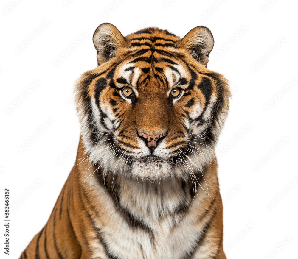 Tiger's head portrait, close-up, looking at the camera isolated on white