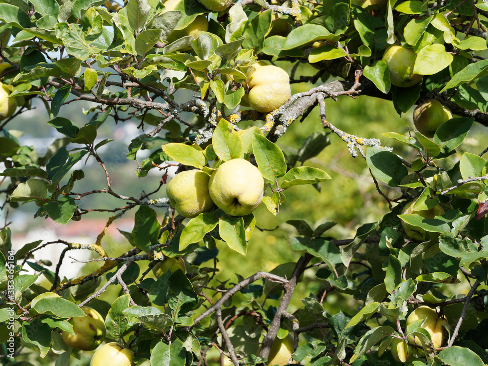 Obraz premium (Cydonia oblonga) Cognassier ou coing, arbre fruitier aux petites feuilles ovales vert amande, ondulée, revers blanc argenté sur rameaux garnis de fruits charnus jaune doré en forme de poire