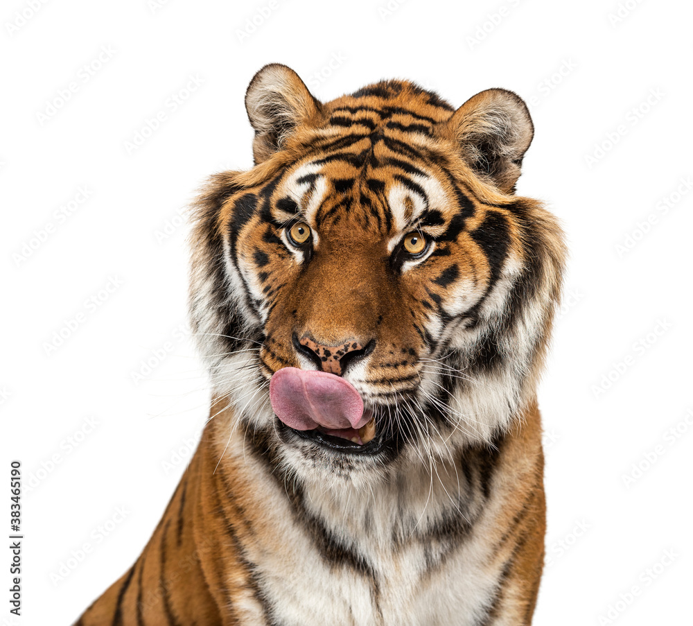 Fototapeta premium Close up on a head of a hungry Tiger, licking itself