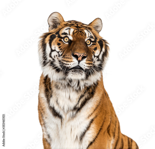 Tiger s head portrait  close-up  isolated on white