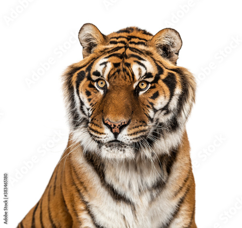 Tiger's head portrait, close-up, isolated on white © Eric Isselée