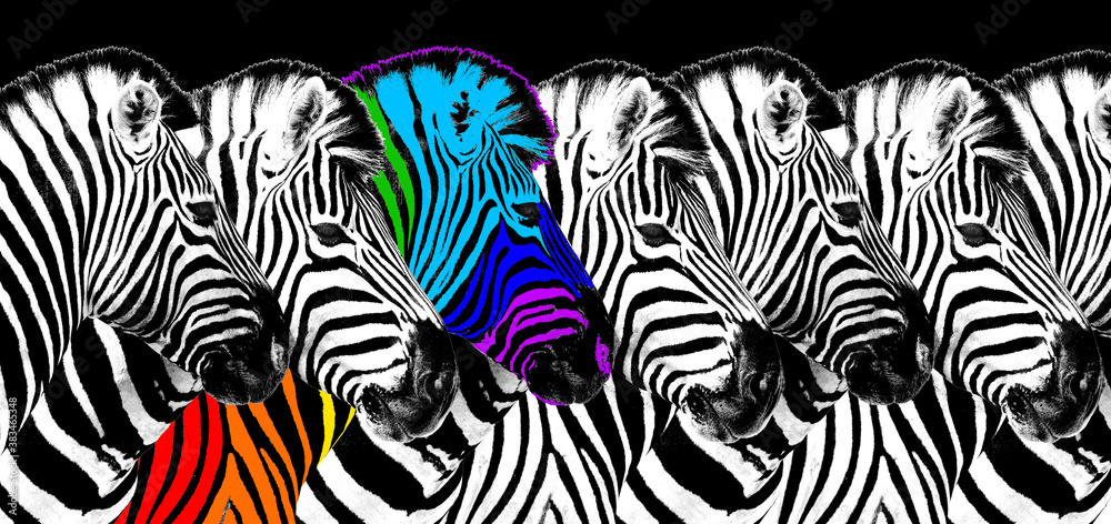 Fototapeta Usual & rainbow color zebra black background isolated, individuality concept, stand out from crowd, uniqueness symbol, independence, dissent, think different, creative idea, diversity, outstand, rebel