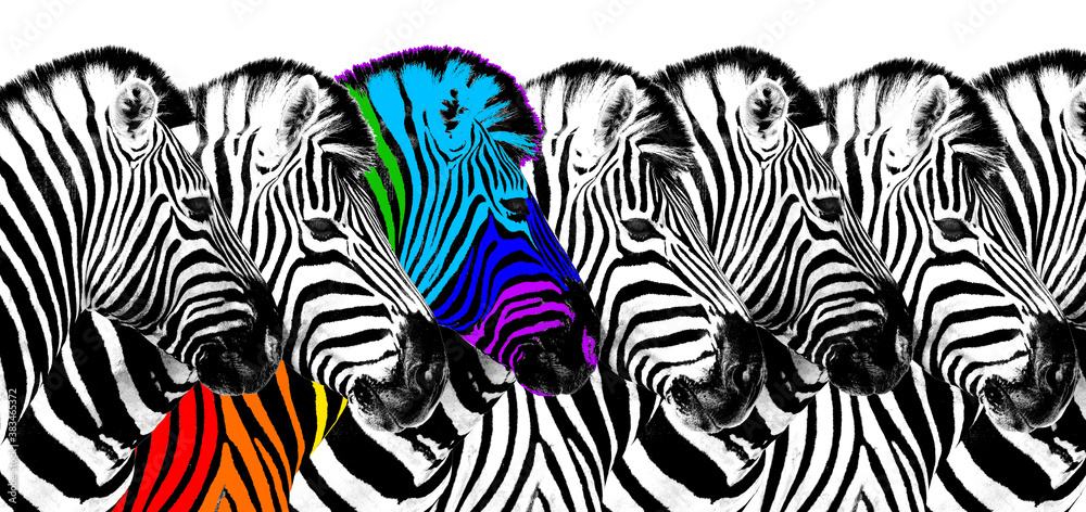 Usual & rainbow color zebra white background isolated, individuality concept, stand out from crowd, uniqueness symbol, independence, dissent, think different, creative idea, diversity, outstand, rebel - obrazy, fototapety, plakaty 