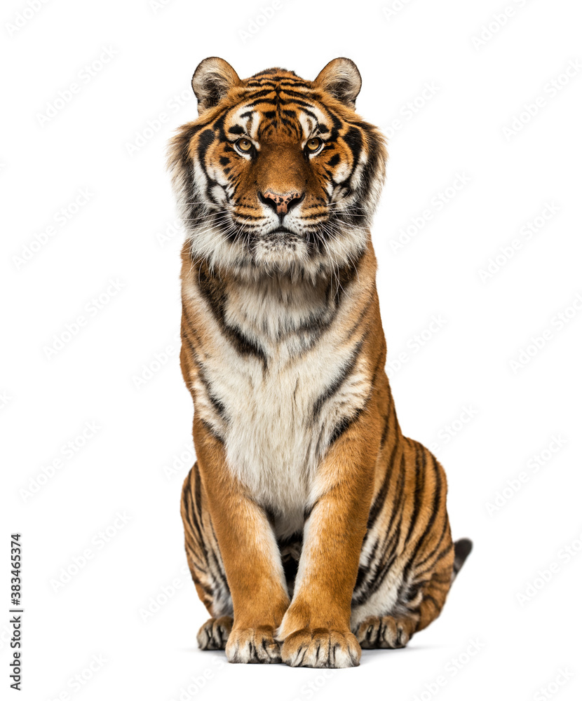 Fototapeta premium Tiger sitting looking at the camera, isolated on white