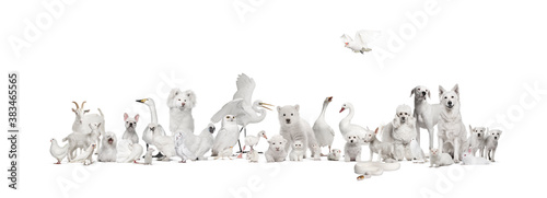 Group of white animals in a row, pet and wild, isolated